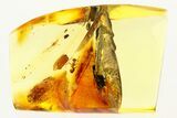 Detailed Fossil Ant (Formicidae) and Bark Fragment In Baltic Amber #272118-1